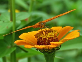 冬季花卉与logo图案花卉的魅力logo花朵图案